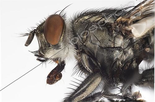 Biosphoto | 2434059 | Mouche à viande (Sarcophaga sp) portrait | &copy; Stuart Wilson / Biosphoto