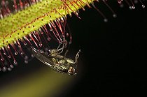Biosphoto | 153454 | Mouche engluée sur une feuille de Drosera  | &copy; Thierry Van Baelinghem / Biosphoto