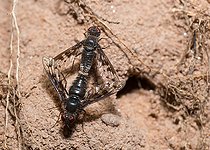 Biosphoto | 2453782 | Mouche noire parasitaire (Anthrax varius) accouplement devant une galerie de l'hôte parasité, Parc naturel régional des Vosges du Nord, France | &copy; Michel Rauch / Biosphoto