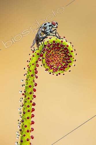Biosphoto | 2627760 | Mouche piégée par les feuilles collantes d'un Drosophylle du Portugal (Drosophyllum lusitanicum), plante carnivore, Los Barrios, Cádix, Espagne. | &copy; Pablo Barrena / Biosphoto