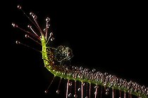 Biosphoto | 170451 | Mouche piégée sur un Rossolis du Cap | &copy; Fred Muller / Biosphoto