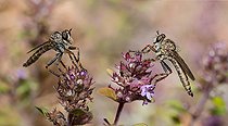Biosphoto | 2453784 | Mouche prédatrice (Tolmerus cingulatus) mâles sur fleurs de thym, Parc naturel régional des Vosges du Nord, France | &copy; Michel Rauch / Biosphoto
