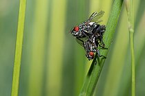 Biosphoto | 2449534 | Mouches à damier (Sarcophaga carnaria), accouplement, Parc naturel régional des Vosges du Nord, France | &copy; Michel Rauch / Biosphoto