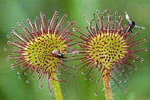 Biosphoto | 467734 | Mouches piégées par une Rossolis à feuille ronde France | &copy; Sébastien Herent / Biosphoto