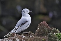Biosphoto | 1250732 | Mouette de Bonaparte sur un rocher Islande | &copy; Claude Balcaen / Biosphoto