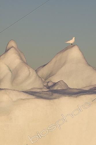 Biosphoto | 1481261 | Mouette ivoire sur Iceberg Kangerdlussuaq Fjord Groenland | &copy; Samuel Blanc / Biosphoto