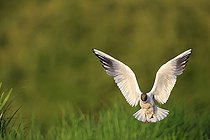 Biosphoto | 2588290 | Mouette rieuse (Chroicocephalus ridibundus) en vol dans le parc naturel régional de la Brenne, Centre-Val de Loire, France | &copy; Christophe Perelle / Biosphoto