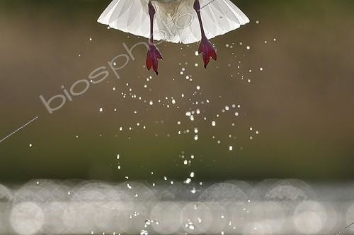 Biosphoto | 2048407 | Mouette rieuse s'envolant d'un étang - Hongrie | &copy; Michel Poinsignon / Biosphoto
