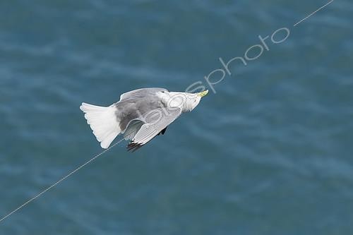 Biosphoto | 2404394 | Mouette tridactyle (Rissa tridactyla) en vol, tête retournée, Arnarstapi, Islande | &copy; Michael Milicia / BIA / Biosphoto