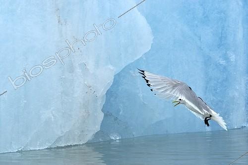 Biosphoto | 1184386 | Mouette Tridactyle s'envolant  Kongsfjorden Svalbard | &copy; Benoist Clouet  / Biosphoto