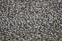 Biosphoto | 1251527 | Mouettes rieuses en hiver sur le port de Montier-en-Der | &copy; Dominique Delfino / Biosphoto