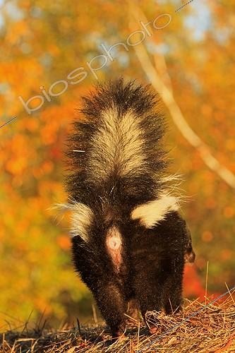 Biosphoto | 1211725 | Moufette rayée vue de dos au Minnesota aux USA | &copy; Sylvain Cordier / Biosphoto