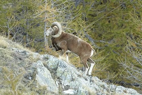Biosphoto | 1879364 | Mouflon corse mâle PN du Mercantour | &copy; Robert Valarcher / Biosphoto