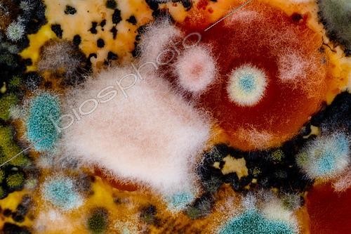 Biosphoto | 2456596 | Mould, beautiful but dangerous, Weiz, Austria, Europe | &copy; Reinhold Schrank / imageBROKER / Biosphoto