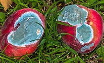 Biosphoto | 2575173 | Mould on flat peaches that have fallen into the grass, Sarthe, France | &copy; Michel Gile / Biosphoto