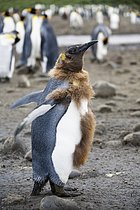 Biosphoto | 2608810 | Moulting King Penguin (Aptenodytes patagonicus), Salisbury Plains, South Georgia, Antarctica | &copy; Konrad Wothe / imageBROKER / Biosphoto