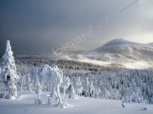Biosphoto | 996622 | Mount Ernest-Laforce and snowy forest in Canada | &copy; Philippe Henry / Biosphoto
