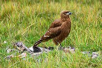 Biosphoto | 2544346 | Mountain caracara (Phalcoboenus megalopterus) eating a dead lama. Cotopaxi national park. The volcanoes road. Ecuador. | &copy; Antoine Lorgnier / Biosphoto