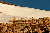 Biosphoto | 2550531 | Mountain Hare (Lepus timidus) in autumn brown coat, Alps, Canton Valais, Switzerland. | &copy; Olivier Born / Biosphoto