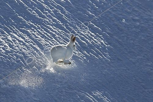 Biosphoto | 2081116 | Mountain Hare ( Lepus timidus ) running in early winter white coat in the snow, Alps , Switzerland. | &copy; Olivier Born / Biosphoto