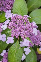 Biosphoto | 2459299 | Mountain Hydrangea (Hydrangea serrata 'Oamacha'), a variety of hydrangea whose leaves are used to make infusions when the foliage becomes coloured in autumn. | &copy; Jean-Michel Groult / Biosphoto