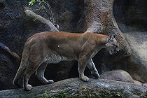 Biosphoto | 2395141 | Mountain lion (Puma concolor), Costa Rica | &copy; Jean-François Noblet / Biosphoto