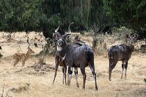 Biosphoto | 2395225 | Mountain nyala (Tragelaphus buxtoni) family group, Dinsho, Ethiopia | &copy; Stéphan Bonneau / Biosphoto
