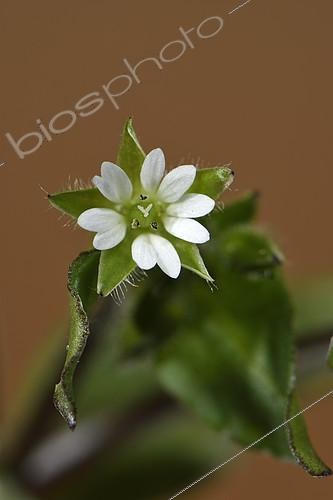 Biosphoto | 2148878 | Mouron blanc ou Mouron des oiseaux (Stellaria media) fleur, jardin potager, Belfort, Territoire de Belfort, France | &copy; Denis Bringard / Biosphoto