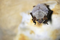 Biosphoto | 2621521 | Mouse-eared bat (Myotis myotis) hibernating and covered in dew in a cavity in Calvados, Normandy, France. | &copy; Christophe Perelle / Biosphoto