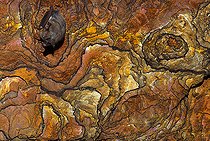 Biosphoto | 2459106 | Mouse-eared bat (Myotis myotis) hibernating on the ceiling of a former mine gallery, Vosges du Nord Regional Nature Park, France | &copy; Michel Rauch / Biosphoto