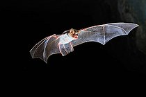 Biosphoto | 2588307 | Mouse-eared bat (Myotis myotis) in flight leaving a cavity in Calvados, Normandy, France | &copy; Michael Adam / Biosphoto