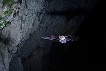 Biosphoto | 2588313 | Mouse-eared bat (Myotis myotis) in flight leaving a cavity in Calvados, Normandy, France | &copy; Michael Adam / Biosphoto