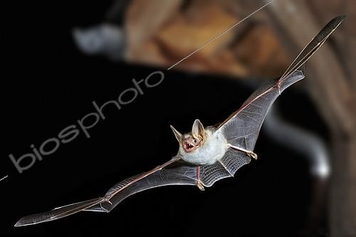 Biosphoto | 2091053 | Mouse-eared bat (Myotis myotis) in night city in flight, France | &copy; Frank Deschandol & Philippe Sabine / Biosphoto