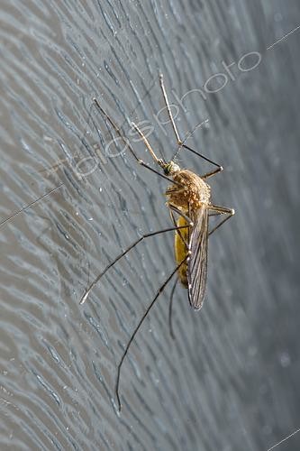 Biosphoto | 2554569 | Moustique domestique (Culex pipiens) posé sur une surface vitrée, Bouxieres-aux-dames, Lorraine, France | &copy; Stéphane Vitzthum / Biosphoto