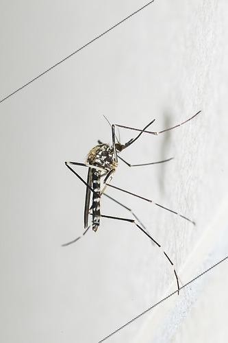 Biosphoto | 2554603 | Moustique tigre (Aedes albopictus) sur un mur, Bouxières-aux-dames, Lorraine, France | &copy; Stéphane Vitzthum / Biosphoto
