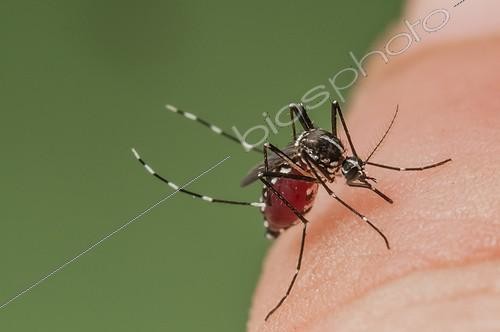 Biosphoto | 1796372 | Moustique tigre femelle piquant un humain Espagne ; Invasifs, potentiellement vecteurs de maladies dans le monde entier, photographiés en Catalogne où il est présent depuis 2004.  | &copy; Roger Eritja / Biosphoto