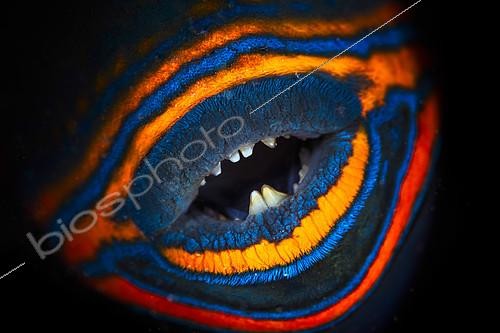 Biosphoto | 2104260 | Mouth of an Orange-lined triggerfish (Balistapus undulatus), Mayotte Awarded Oasis 2017 | &copy; Gabriel Barathieu / Biosphoto