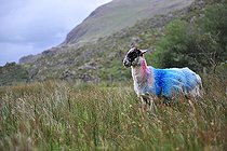 Biosphoto | 2583177 | Mouton irlandais marqué de couleurs, Highlands, Ecosse, RU | &copy; Robin Fourré / Biosphoto