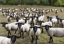 Biosphoto | 2456425 | Moutons blancs à tête noire, Parc naturel régional des Vosges du Nord, France | &copy; Michel Rauch / Biosphoto