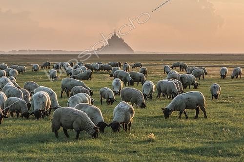 Biosphoto | 2017073 | Moutons de pré salé devant le Mont Saint-Michel - France | &copy; Vincent M. / Biosphoto