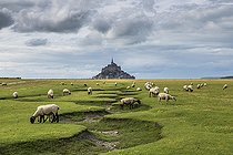 Biosphoto | 2484725 | Moutons pâturant dans les prés-salés du Mont Saint-Michel, Manche, Normandie, France | &copy; Yann Avril / Biosphoto