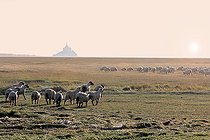 Biosphoto | 2304592 | Moutons Prés salés du Mont-Saint-Michel, Le Gué-de-l'Epine, Le Val-Saint-Père, Baie du Mont-Saint-Michel, Manche, Normandie, France | &copy; Michel Coupard / Biosphoto