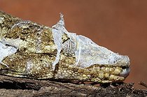 Biosphoto | 1930699 | Mue de Gecko vorace - Nouvelle Calédonie | &copy; Régis Cavignaux / Biosphoto