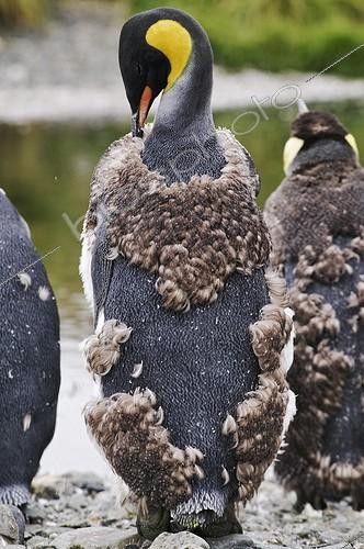 Biosphoto | 372256 | Mue d'un Manchot royal Antarctique | &copy; M. Harvey / Biosphoto