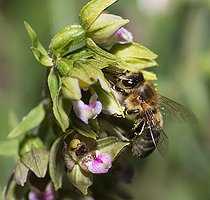 Biosphoto | 2492857 | Mueller's Epipactis (Epipactis muelleri) pollinated by a honeybee, Vosges du Nord Regional Nature Park, France | &copy; Michel Rauch / Biosphoto