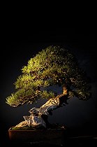 Biosphoto | 1233408 | Mugo pine presented at an exhibition in Mulhouse | &copy; Claude Thouvenin / Biosphoto