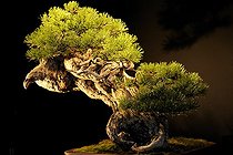 Biosphoto | 1233411 | Mugo pine presented at an exhibition in Mulhouse | &copy; Claude Thouvenin / Biosphoto