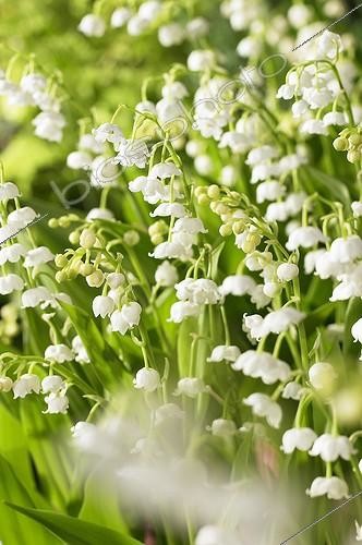 Biosphoto | 1764407 | Muguet de Mai | &copy; Visions Botanical / Visions Pictures / Biosphoto