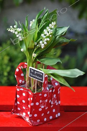 Biosphoto | 2543453 | Muguet de mai (Convallaria majalis), fleurs porte bonheur | &copy; Catherine Fruhinsholz / Biosphoto