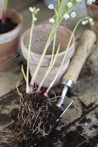 Biosphoto | 2443903 | Muguet de Mai, Convallaria majalis, motte en fleurs et pot de fleur | &copy; Visions Pictures / Biosphoto